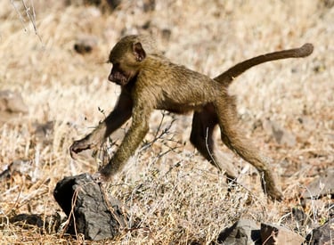 Baby Baboon Leaping on rocks, Samburu, Kenya