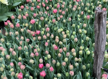 tulipes floriculture ferme florale slowflower fleurs biologiques