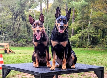 Deux Kelpie Australien assis sur une table dans un terrain d'éducation canine