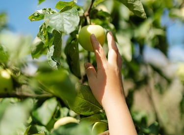 kinderhand plukt groene appel uit boom
