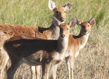 swamp deer in Bardiya