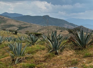 Cinco Añero Agave