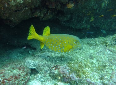 box fish, Aliwal Shoal, Umkomaas, South Africa