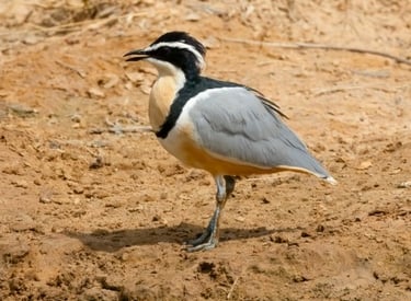 An Egyptian Plover bird with distinct black, white, and grey plumage standing on dry, cracked earth.