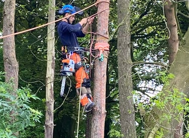 Aerial tree rigging