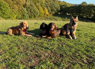 Four dogs sitting together on a grassy hillside during a countryside dog walk.