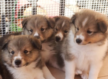 Cachorros de Pastor de las islas de shetland, shetland sheepdog