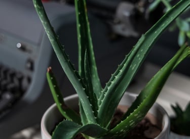 Aloe Vera plant