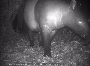 Malayan tapir captured on camera trap during NATURETECH wildlife monitoring survey.
