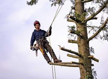 élagueur grimpeur encordé dans un arbre