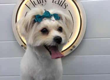 a dog sitting after groomed by fluffy tails professional groomers
