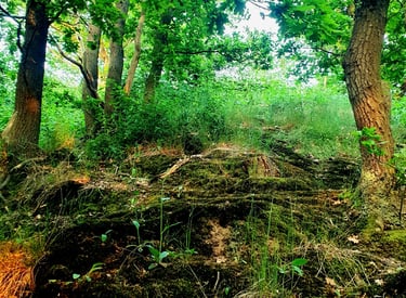 Wald Moos Wandern Achtsamkeit