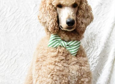 teddy poodle with white background