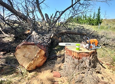 Pine tree removal