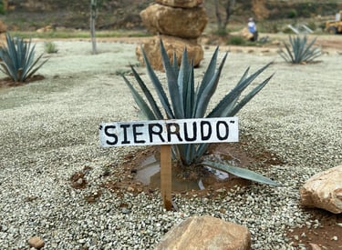 Sierrudo Agave