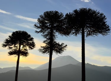 Araucarias milenarias y naturaleza nativa en ruta de turismo cultural Pehuenche