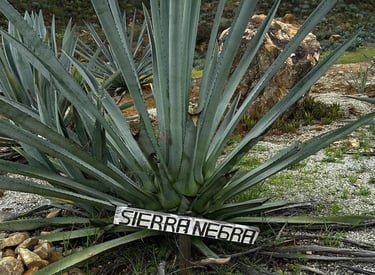 Sierra Negra planta de agave