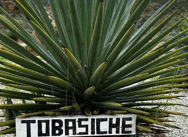 Tobasiche Agave planta