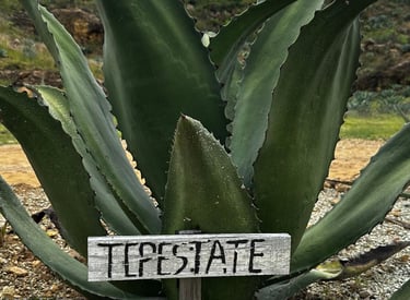 Tepestate planta agave