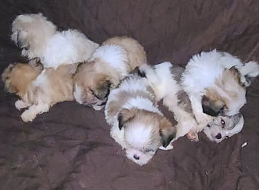 Five Registered Designer Breed Mal-Shi Pups laid on Brown blaket