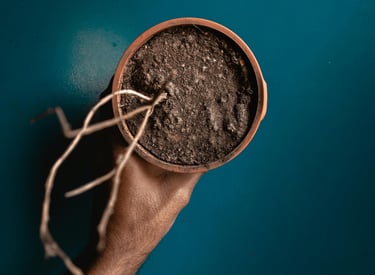Dead indoor plant