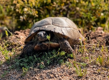 Wild tortoise in Sardinia, protected species rarely seen in Mediterranean nature.