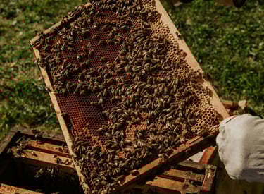 cadre de ruche avec abeilles. parraiange de ruches