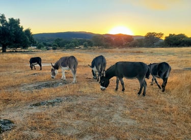 Ânes miniatures qui broutent lors du coucher de soleil