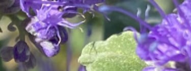 Butinage d'un bourdon sur fleurs de Caryopteris