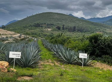Arroqueño Agave