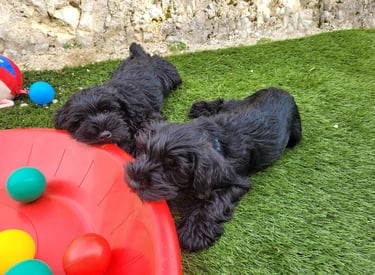 Chiots Schnauzers nains qui grignotent
