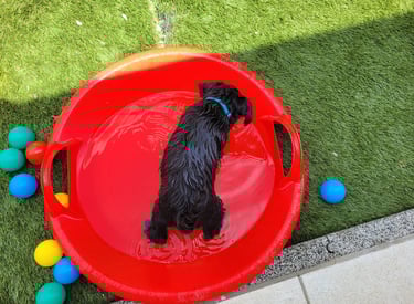 Un bon bain rafraichissant !!!