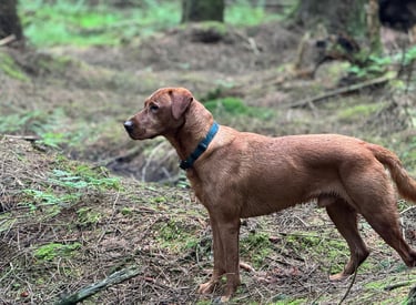 a dog with dog walkers in harrogate