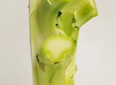 Broccoli stem