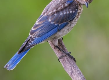 Juvenile Eastern Bluebird giving camera the stink eye