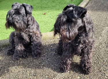 Tessie et Tara , élevage Diamants Noirs d'Also