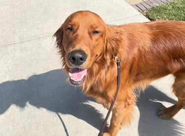 Pet care services in Chicago North