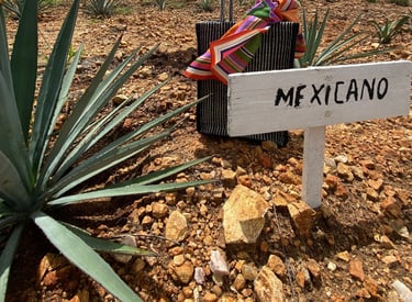Mexciano planta agave