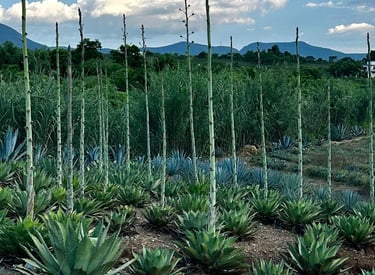 Tobalá planta de agave