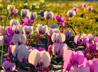 a field of flowers that are blooming in the grass