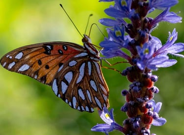 a butterfly butterfly on a flower with a blurry background