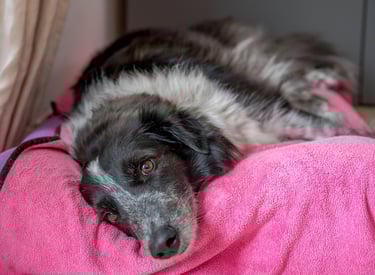 cane bianco e nero su cuccia rosa