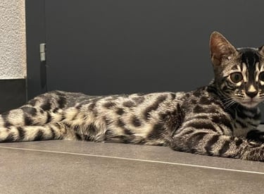 Chat Bengal silver charcoal tabby allongée sur toute sa longueur – élevage Cocoro