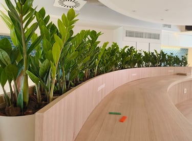 Potted ZZ plants line a modern curved wooden desk in a bright office interior.