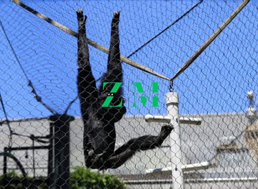 Black gibbon monkey hanging upside down from a mesh wire enclosure at a zoo.