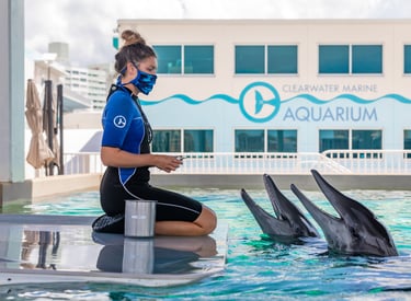 clearwater marine aquarium