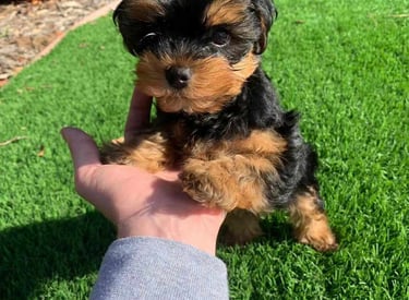 Dando apoyo a un joven yorkshire