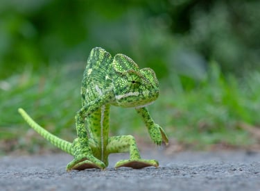 A rare sighting of Chameleon on main road