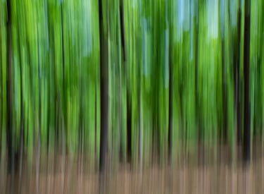 Evergreen Sal forest of Central India Forest