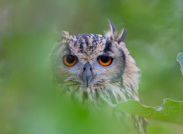 Bird watching in Satpura National Park - Indian rock eagle owl